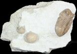 Asaphus Kotlukovi Trilobite With Cystoid #45985-1